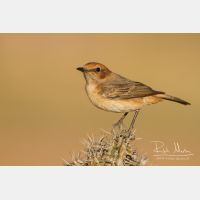 5184 x 3456_Px _RM_140303_MG_0710.jpg