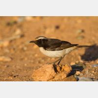 5184 x 3456_Px _RM_140303_MG_0794.jpg