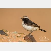 5184 x 3456_Px _RM_140304_MG_1130.jpg