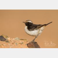 5184 x 3456_Px _RM_140304_MG_1132.jpg