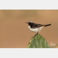 5184 x 3456_Px _RM_140304_MG_1207.jpg