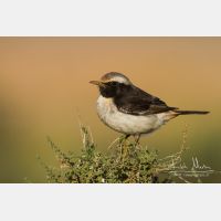 5184 x 3456_Px _RM_140304_MG_1317.jpg