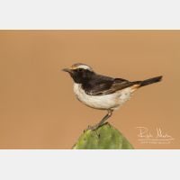 5987 x 3991_Px _RM_140304_MG_1173_b.jpg