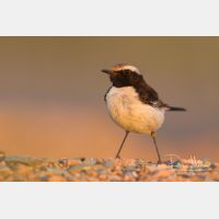 6981 x 4654_Px _RM_140303_MG_0833_b.jpg