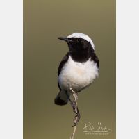 2314 x 3456_Px _RM_140603_MG_0902.jpg