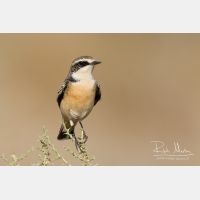 3049 x 2033_Px _RM_141023_MG_7230.jpg