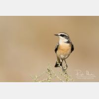 3456 x 2317_Px _RM_141023_MG_7228.jpg