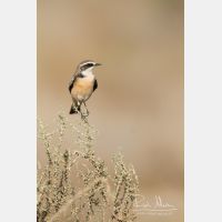 3456 x 5184_Px _RM_141023_MG_7234.jpg