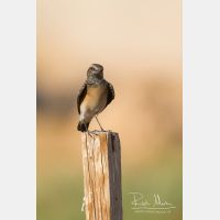 3456 x 5184_Px _RM_141031_MG_0062.jpg