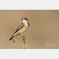 3512 x 2341_Px _RM_141023_MG_7208.jpg