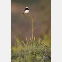 3539 x 5472_Px _RM_150601_MG_8167.jpg