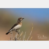 3685 x 2457_Px _RM_150608_MG_4699.jpg