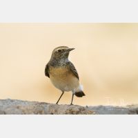 3866 x 2577_Px _RM_141031_MG_0046.jpg