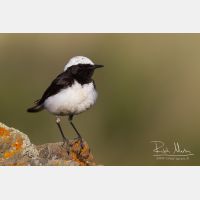 4472 x 2981_Px _RM_140603_MG_0972.jpg