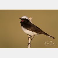 4490 x 2993_Px _RM_140603_MG_1128.jpg