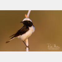 4553 x 3035_Px _RM_140603_MG_1219.jpg