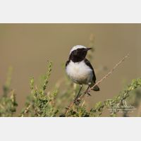 4567 x 3045_Px _RM_140603_MG_0873.jpg