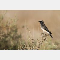 4575 x 3050_Px _RM_141023_MG_7244.jpg