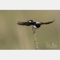 4698 x 3132_Px _RM_140603_MG_0793.jpg