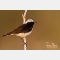 4773 x 3182_Px _RM_140603_MG_1208.jpg