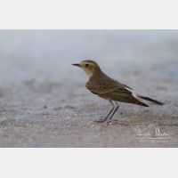 4785 x 3190_Px _RM_141031_MG_0005.jpg