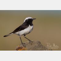 4823 x 3216_Px _RM_140603_MG_1011.jpg