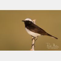 4872 x 3248_Px _RM_140603_MG_1132.jpg