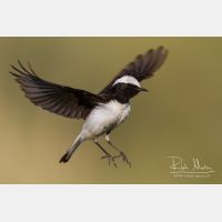 4902 x 3268_Px _RM_140603_MG_0854.jpg