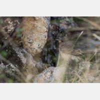 4954 x 3302 Px   _RM_190607_D2_7388.jpg