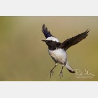 4956 x 3304_Px _RM_140603_MG_0827.jpg