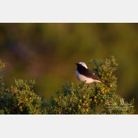 5184 x 3456_Px _RM_130424_MG_5784.jpg