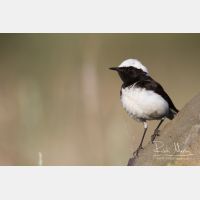 5184 x 3456_Px _RM_140603_MG_0929.jpg