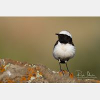 5184 x 3456_Px _RM_140603_MG_0980.jpg