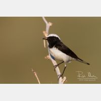 5184 x 3456_Px _RM_140603_MG_1071.jpg