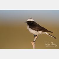 5184 x 3456_Px _RM_140603_MG_1085.jpg