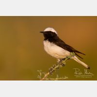 5184 x 3456_Px _RM_140603_MG_1201.jpg