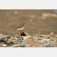 5184 x 3456_Px _RM_141023_MG_7275.jpg