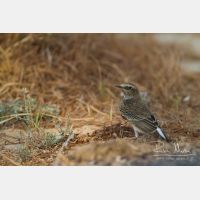 5184 x 3456_Px _RM_141031_MG_0069.jpg