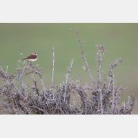 5472 x 3648 Px   _RM_180427__D2_7857.jpg