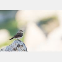 5472 x 3648 Px   _RM_180427__D2_7920.jpg