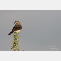 5472 x 3648 Px   _RM_180427__D2_7930.jpg