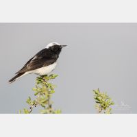 5472 x 3648 Px   _RM_180427__D2_7949.jpg