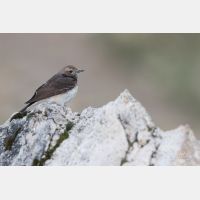 5472 x 3648 Px   _RM_180502__D2_9523.jpg