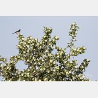 5472 x 3648 Px   _RM_180510__D2_1180.jpg