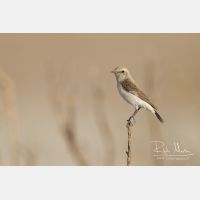 3785 x 2524_Px _RM_140220_MG_8862.jpg