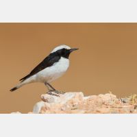 4418 x 2945_Px _RM_140222_MG_0141.jpg