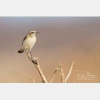 4430 x 2954_Px _RM_140220_MG_8872.jpg