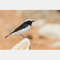 4942 x 3295_Px _RM_140222_MG_0124.jpg