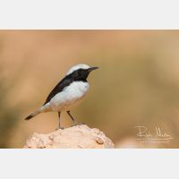 5002 x 3335_Px _RM_140222_MG_0117.jpg