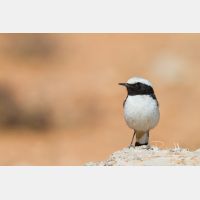 5184 x 3456_Px _RM_140222_MG_0137.jpg